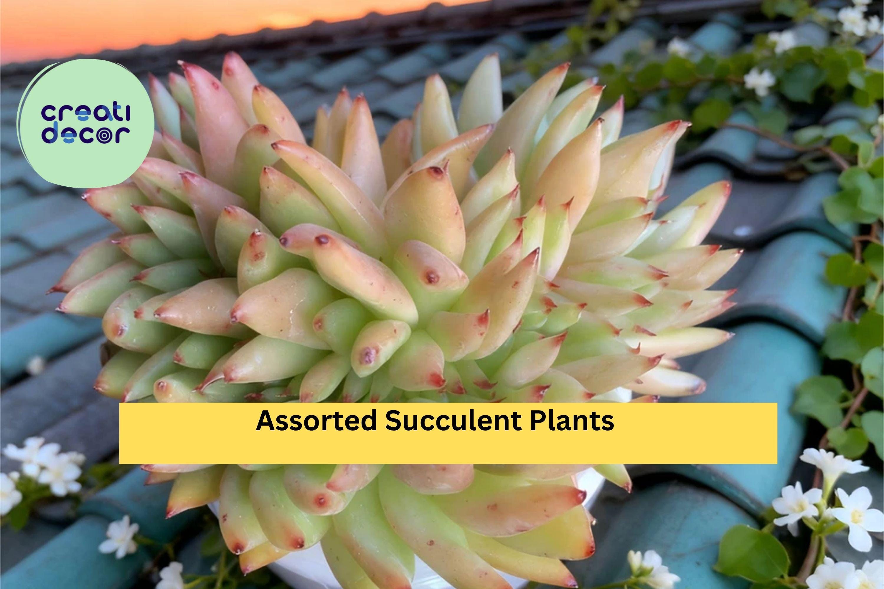 Rare Succulent Plants – Live Bare Root Mix, Easy-Care Real Succulents for Containers, Gifts, and Home Décor, Assorted Varieties