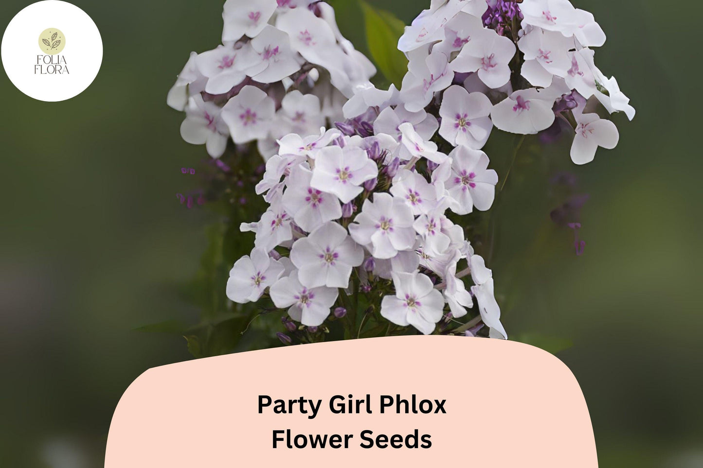 100+ Party Girl Phlox Seeds – Colorful Annual Garden Flower Seeds, Phlox drummondii