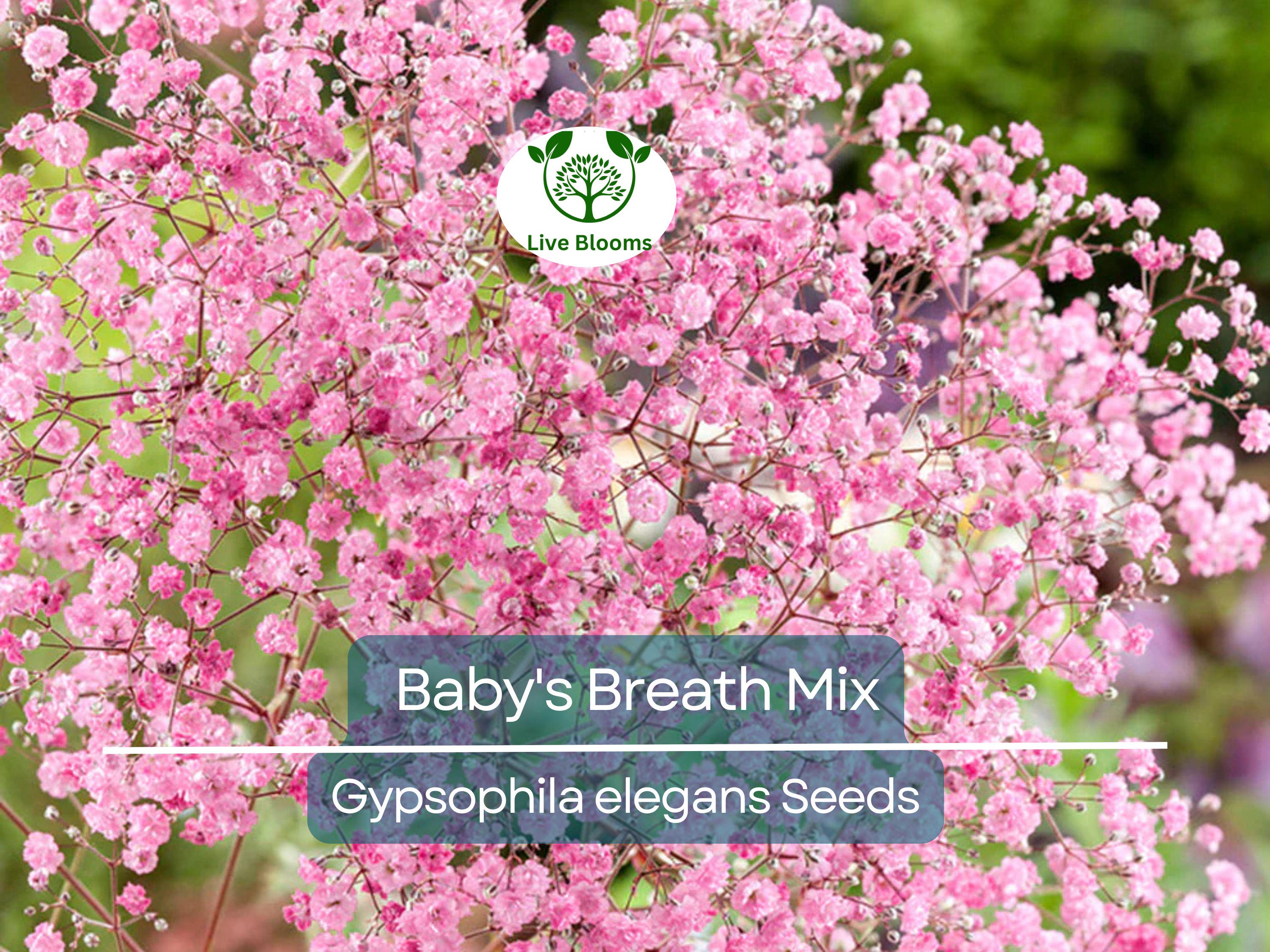 1000 Seeds Baby's Breath MIXED COLORS, Non-GMO Heirloom, Hummingbird Pollinators, Delicate White & Pink Blooms, Perfect for Gardens