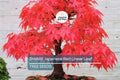 10 Dwarf Japanese Red Linear-Leaf Maple Seeds (Acer Scolopendrifolium) - Bonsai or Patio Tree