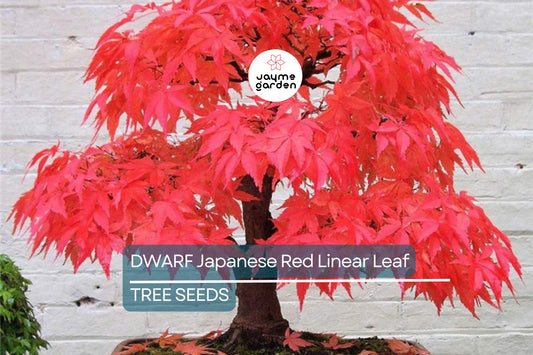 10 Dwarf Japanese Red Linear-Leaf Maple Seeds (Acer Scolopendrifolium) - Bonsai or Patio Tree