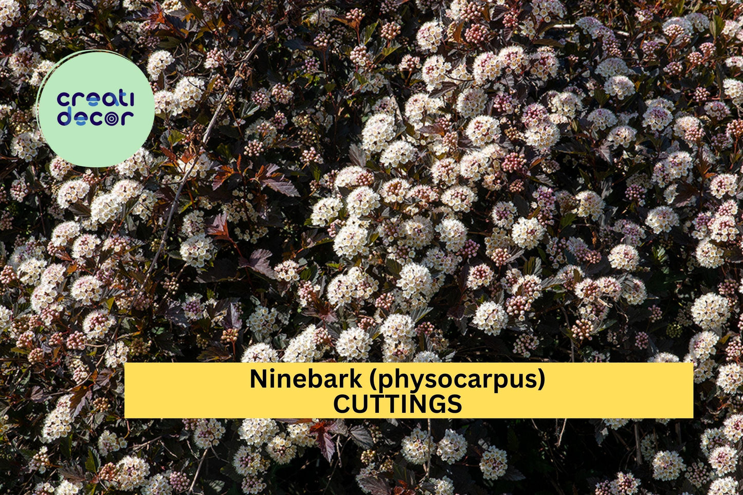 5 Summer Wine Ninebark Cuttings (8") – Deep Burgundy Foliage Shrub for Propagation, Landscape Hedge & Garden Borders – USA