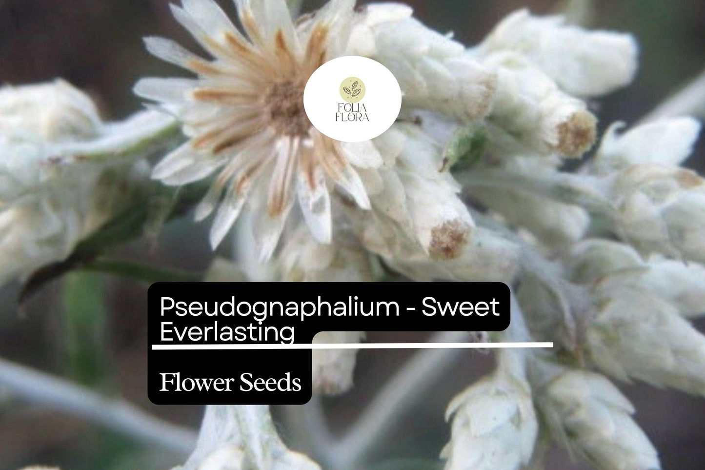 30mg Pseudognaphalium - Sweet Everlasting, Dried Flower Favorite, Perennial Wildflower