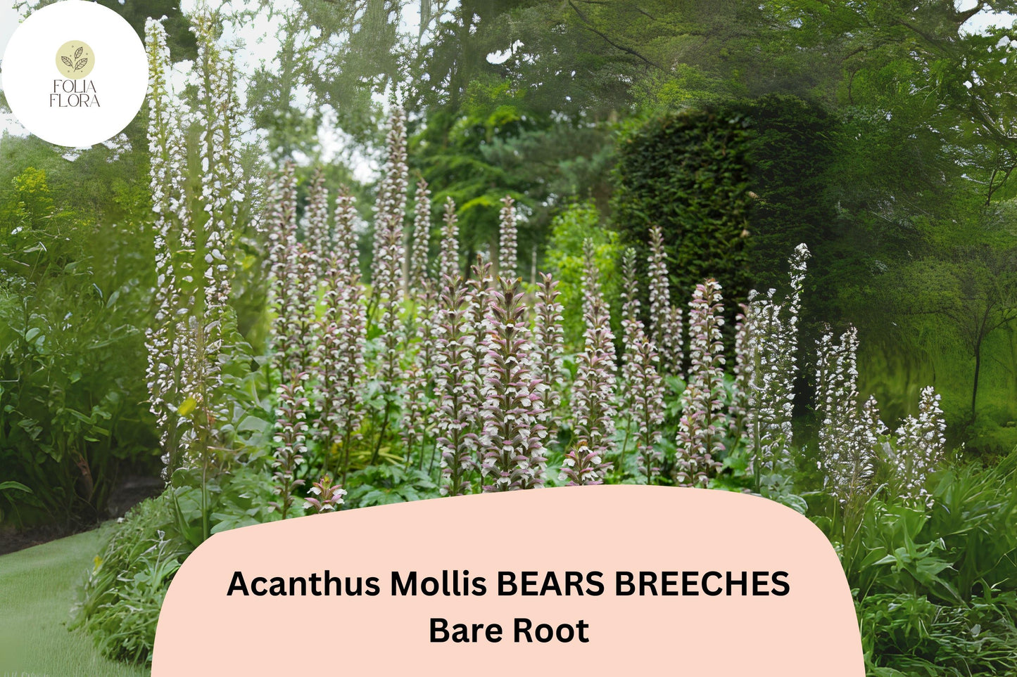 Acanthus mollis Bear’s Breeches | 3 Live Plants 6–12” Purple White Flower Perennial