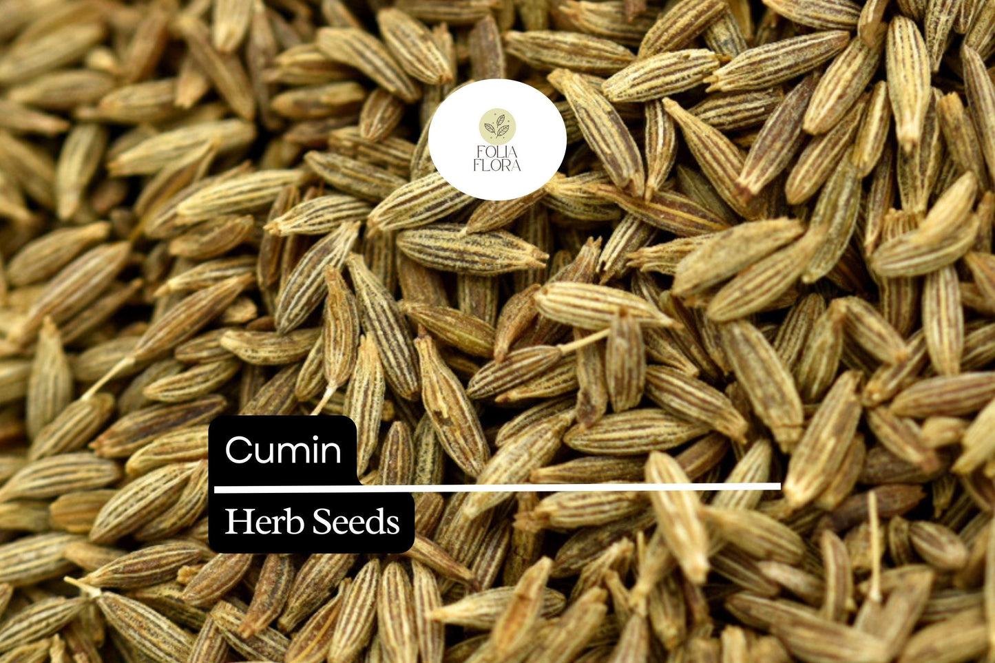 250 Seeds Cumin (Cuminum cyminum) – Aromatic Spice Herb for Cooking