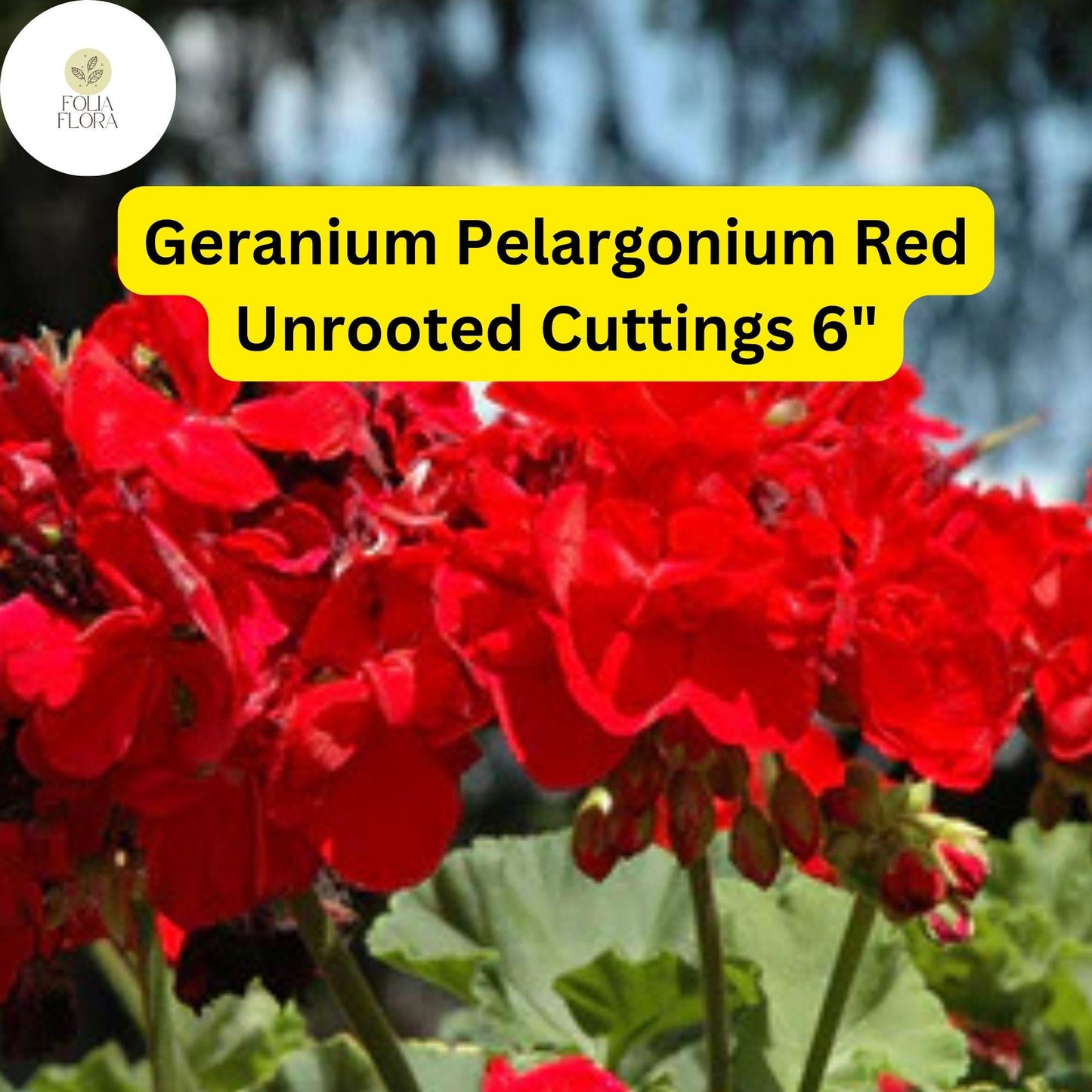 Geranium Pelargonium ‘Red’ | 3 Live 6” Unrooted Cuttings | Bright Red Blooms, Easy-Care Flowering Plant, Drought-Tolerant
