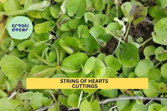 12 String of Hearts Cuttings | Rosary Vine Ceropegia Woodii 6" Each | Cut to Order | Trailing Succulent for Hanging Pots