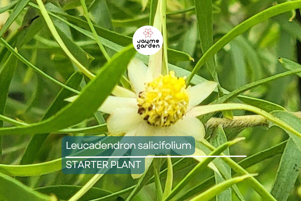 Leucadendron salicifolium Seedling 6+" Tall | Willow-Leaved Protea Plant | Rare South African Shrub | Ready to Transplant