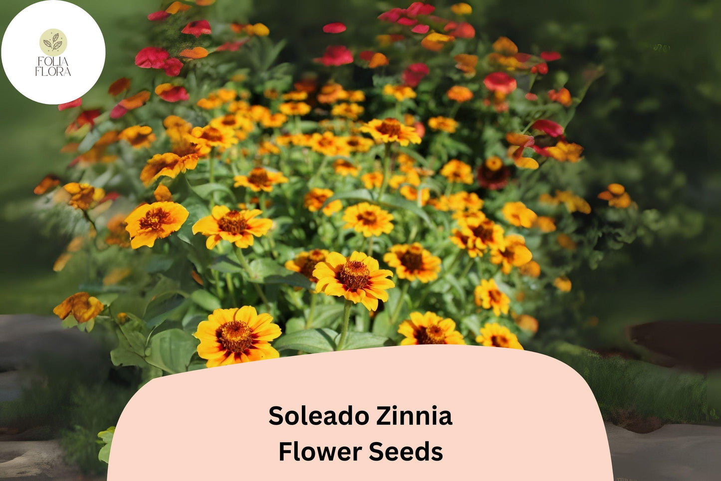 100+ Soleado Zinnia Seeds – Bright Yellow Non-GMO Annual Flowers for Garden Planting & Cut Flower Gardens