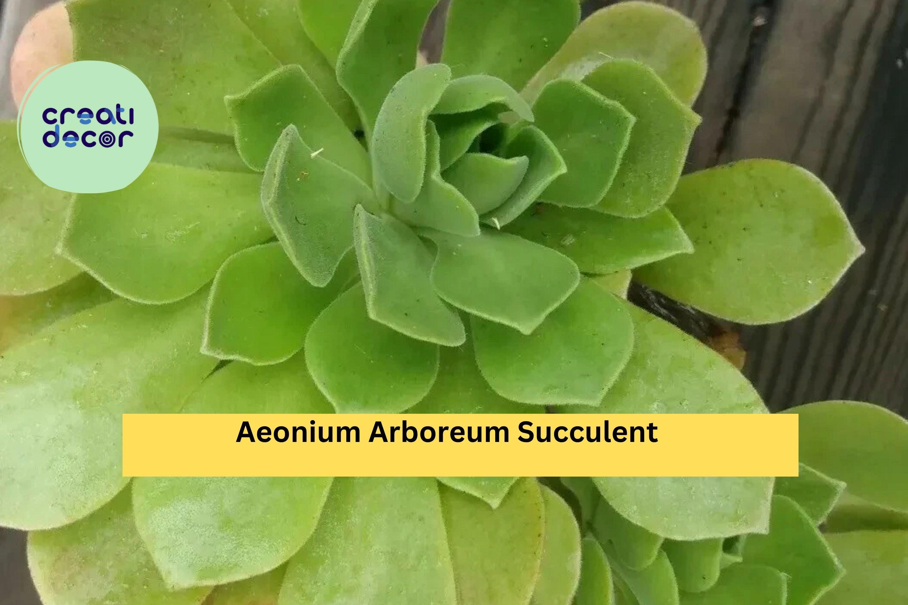 Aeonium Arboreum Succulent Cuttings – 2 Fresh Unrooted Stems, Easy to Root, Drought-Tolerant Succulent for Pots or Rock Gardens, Zones 9–11