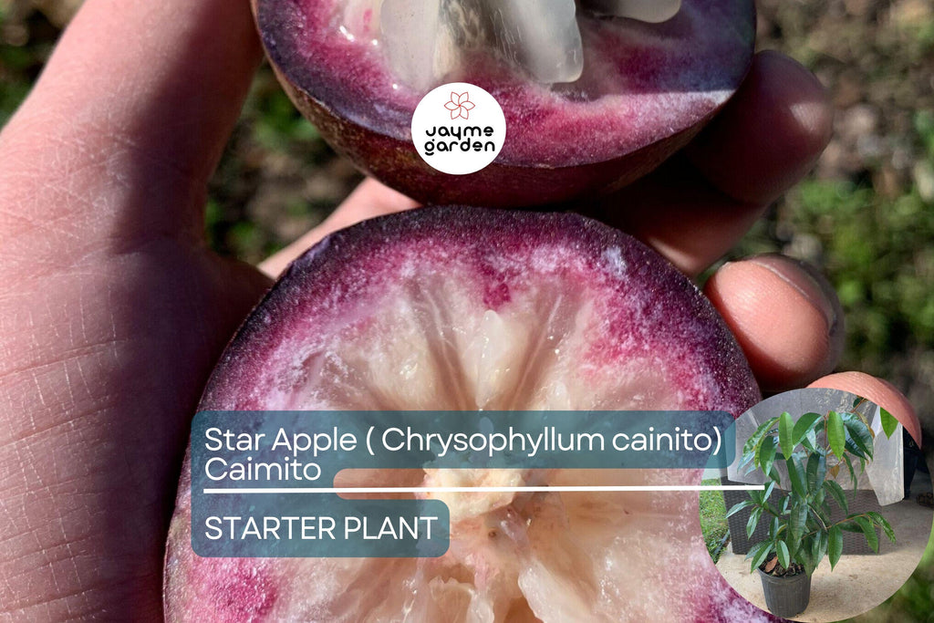Star Apple Tree (Chrysophyllum cainito) 1′–2′ – Tropical Live Fruit Tree with Sweet, Starry Fruits