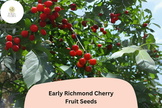 10+ Early Richmond Cherry Seeds | Prunus cerasus | Sour Cherry Tree Seeds for Garden or Orchard | Cold Hardy & Fast Growing
