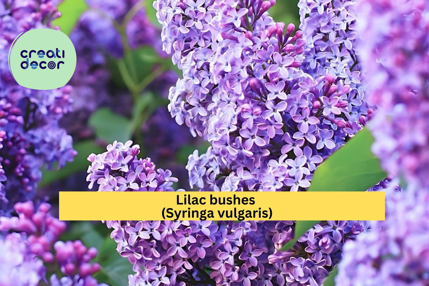 Purple Lilac Bushes – 2 Live Shrubs 1–2 ft Tall – Syringa vulgaris – Fragrant Spring Blooms for Garden or Landscape Borders