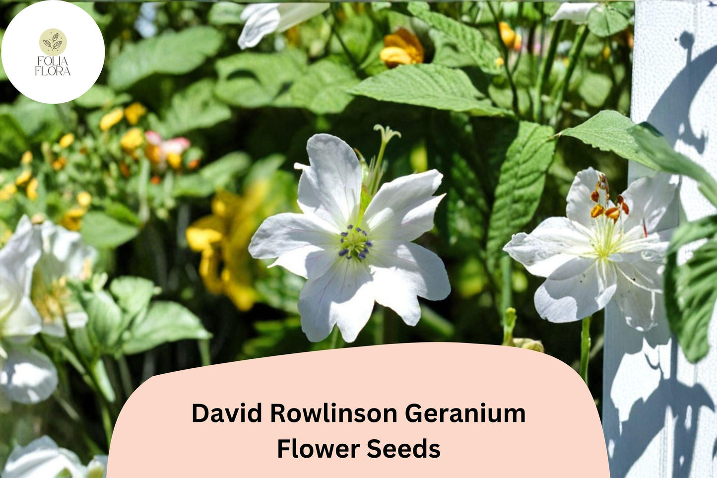 25+ David Rowlinson Geranium Seeds | White Hardy Cranesbill | Perennial Ground Cover Plant for Garden Borders