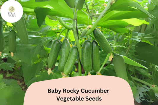 25+ Baby Rocky Cucumber Seeds for Planting | Mini Crisp Cucumbers | Fast Growing Garden Veggie | Rare Compact Variety