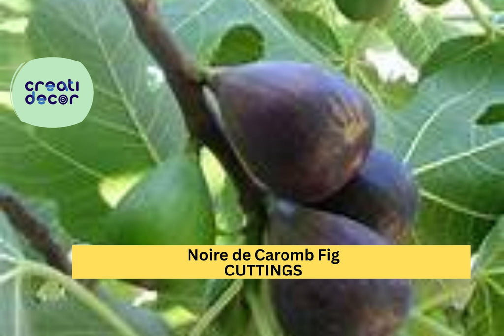 2 Noire de Caromb Fig Cuttings | Very Rare French Heirloom Variety | Ficus Carica | Fresh Unrooted Scions | Exceptional Flavor