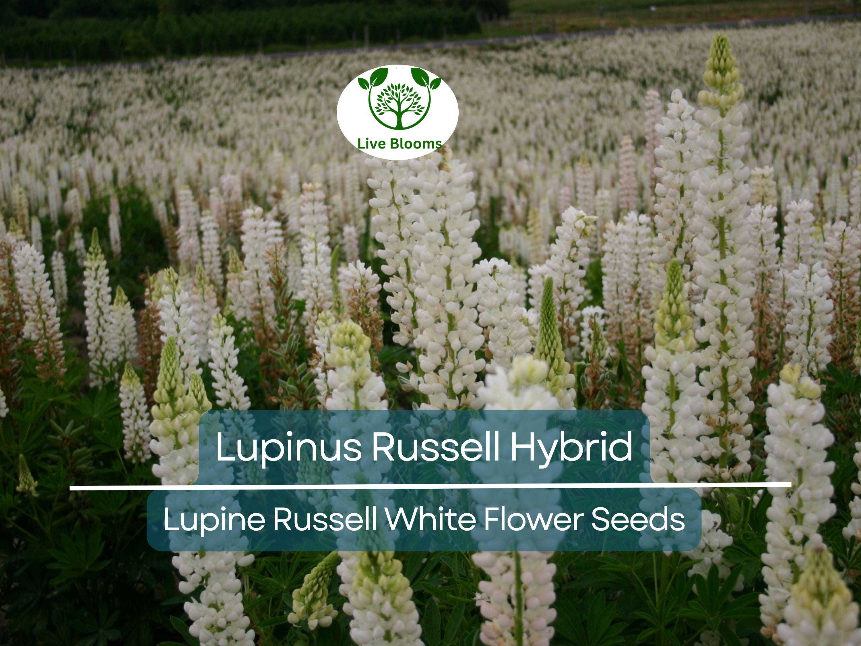 20 Seeds Lupine Russell White for Planting – Lupinus Russell Hybrid, White Flowers, Easy to Grow, Attracts Pollinators, Hardy Plant