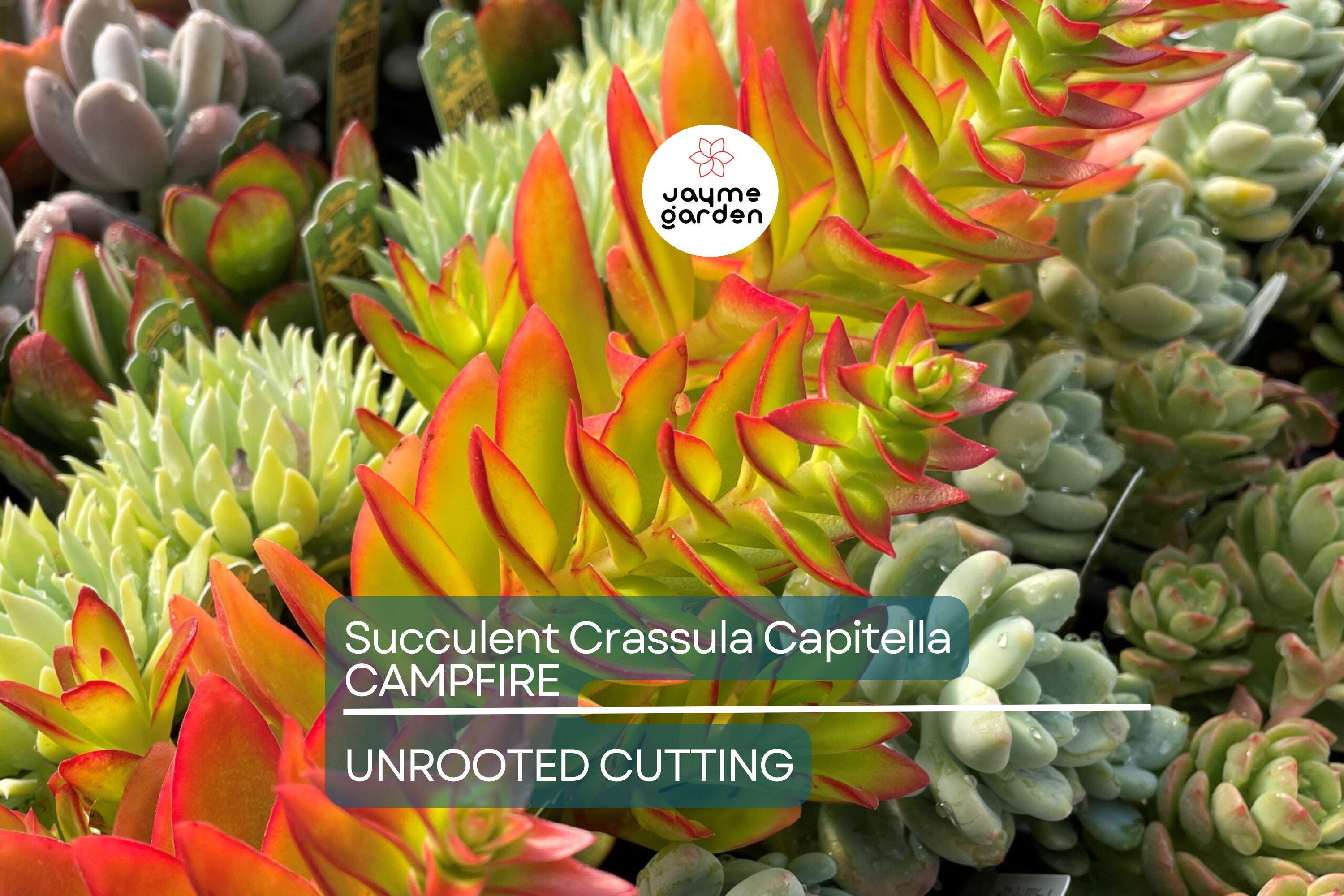 Crassula Campfire Cuttings - 3 Live 2" Unrooted Cuttings, Red Foliage, Perfect for Succulent Gardens, USDA Zones 9-11