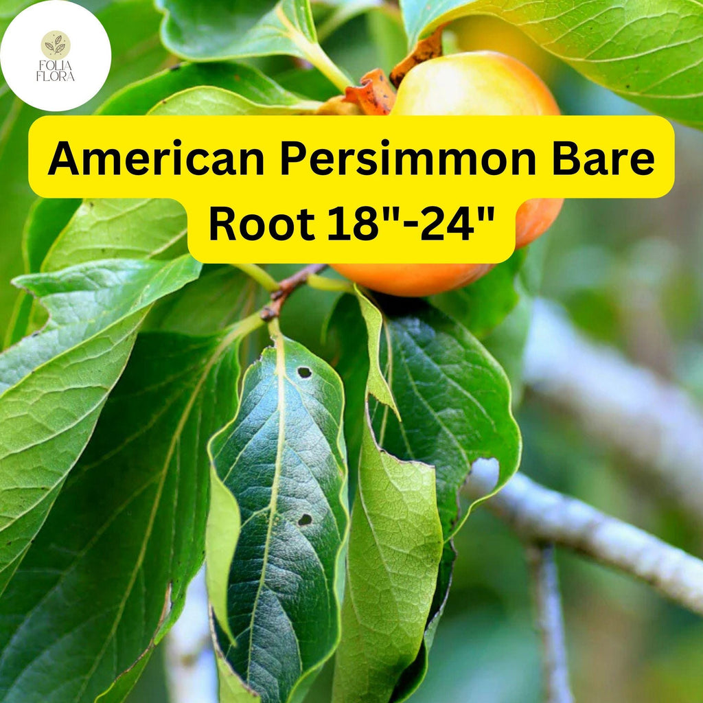 1 Diospyros virginiana American Persimmon Tree - Live Bare Root Plant for Zones 4-9 - Edible Fruit & Wildlife Tree 18"-24"
