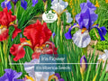 30 Iris Flower Seeds (Iris siberica) Colorful Mix, Purple, White, Red, Blue, Siberian Iris, Easy to Grow, Vibrant Outdoor Garden Flowers