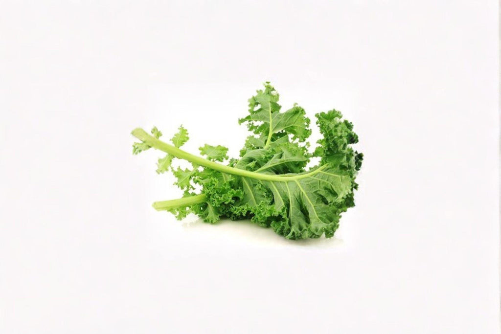 Kale – Dwarf Siberian Improved 250 Seeds | Cold-Hardy Kale | Tender Flat Leaves | Excellent for Fall & Winter