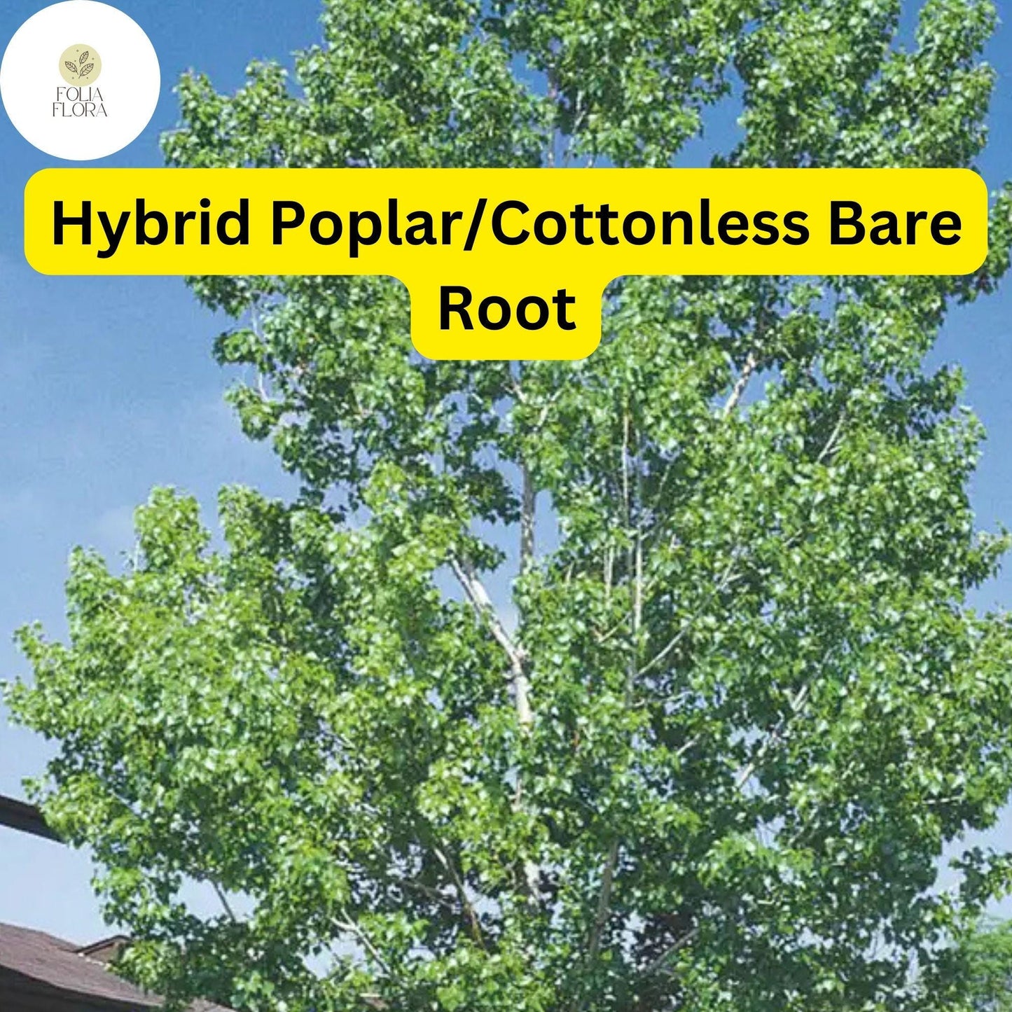 1 Live Bare Root Plant Hybrid Poplar Tree, Cottonless Cottonwood, 2-3 Feet, Fast-Growing Shade Tree