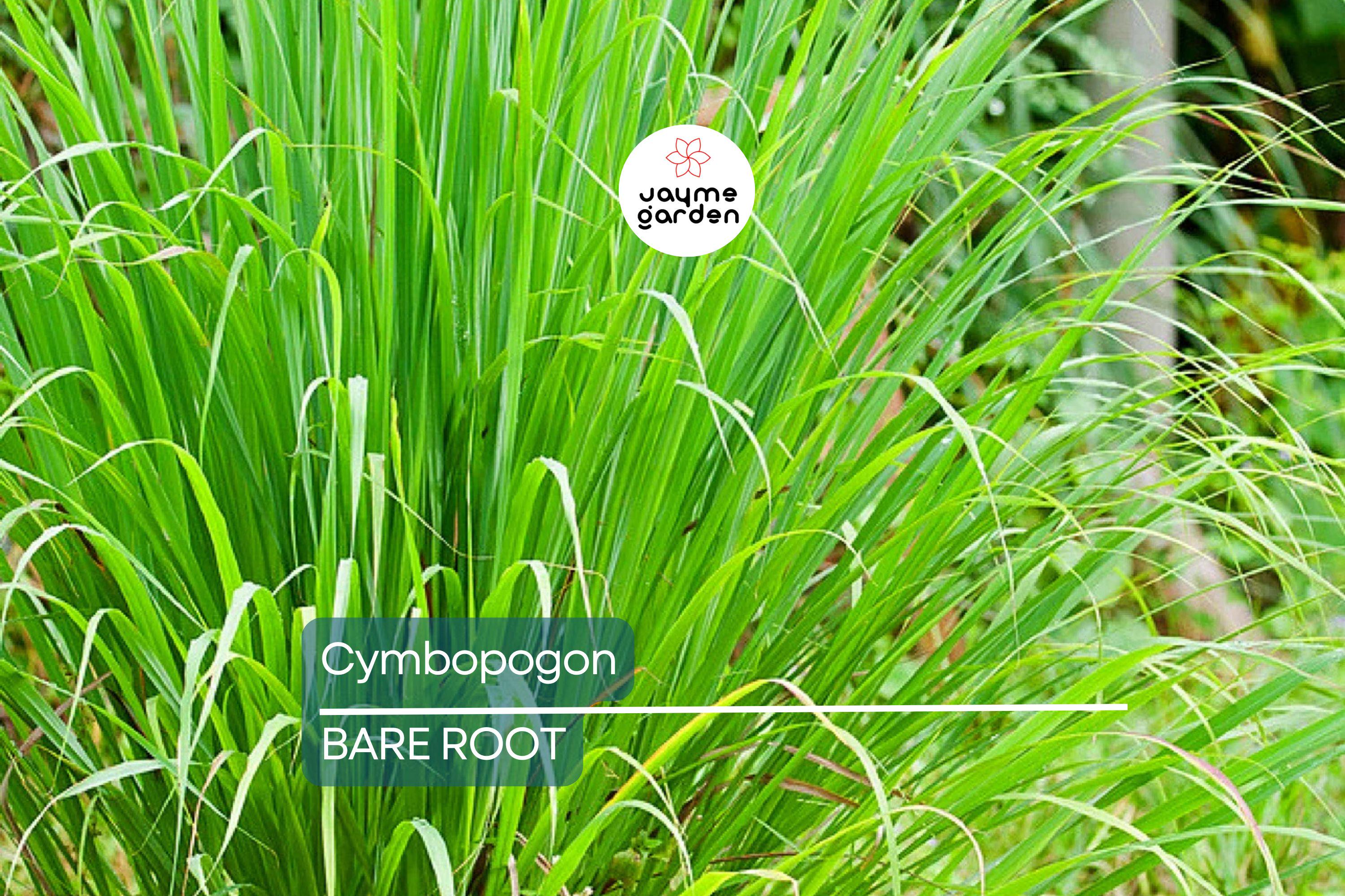 5 Lemongrass Plants - Bare Root Cymbopogon Herb - Easy to Grow, Ready to Plant