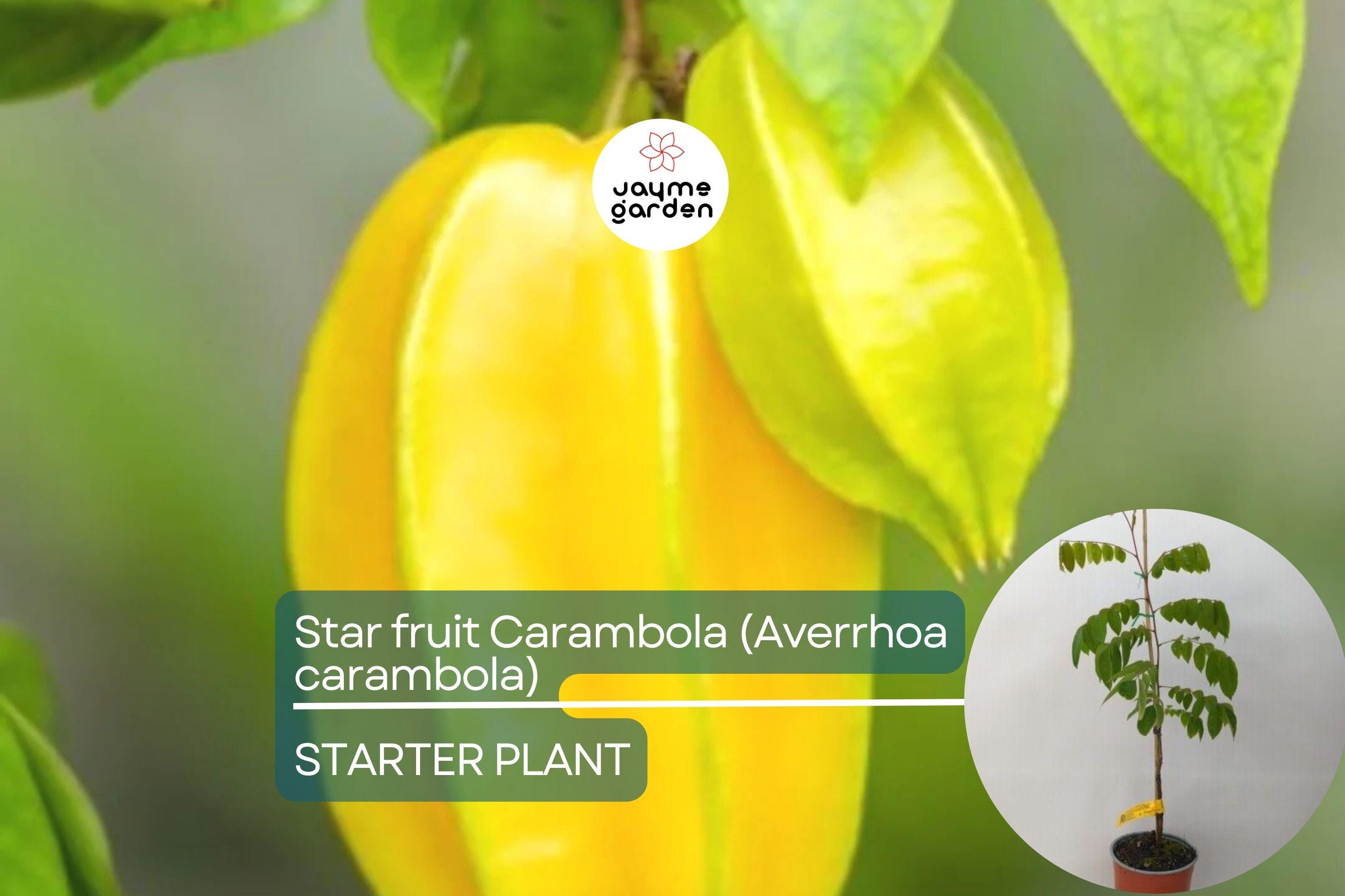 Starfruit Carambola Tree (Averrhoa carambola) 12" – 24" – Tropical Evergreen with Unique Star-Shaped Fruits