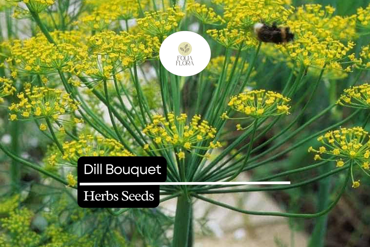 500 Seeds Bouquet Dill, Anethum graveolens, Aromatic Herb for Culinary and Garden Use