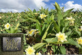 Yellow Plumeria 1 Cutting 10" (Plumeria) Triple Head Frangipani