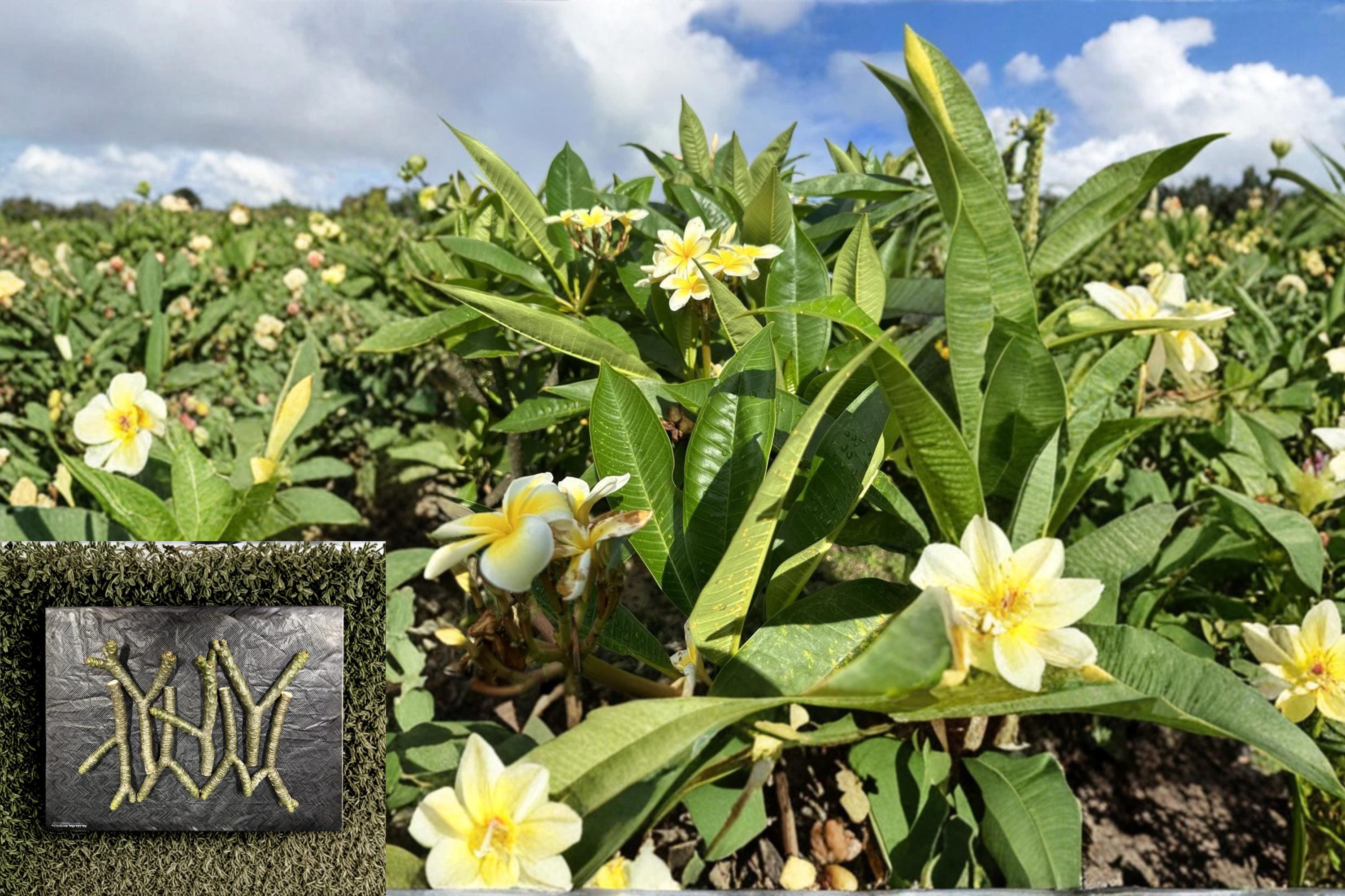 Yellow Plumeria 1 Cutting 10" (Plumeria) Triple Head Frangipani