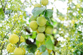Green Gage Plum 1 Live Plant 2ft Tall (Prunus domestica) Green Plum Tree