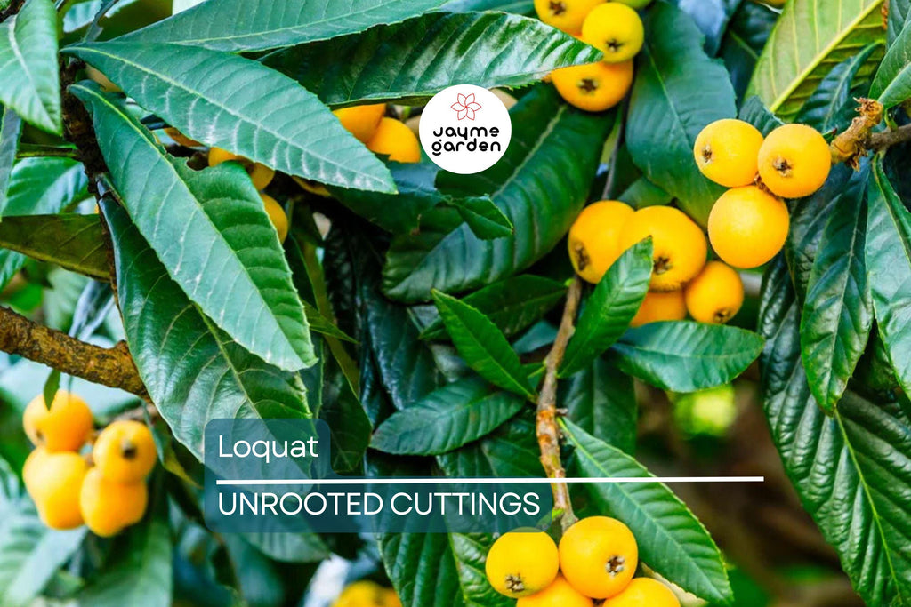 Loquat Tree  – Sweet Juicy Tropical Fruit Tree – Ships in Pot – Ready to Plant