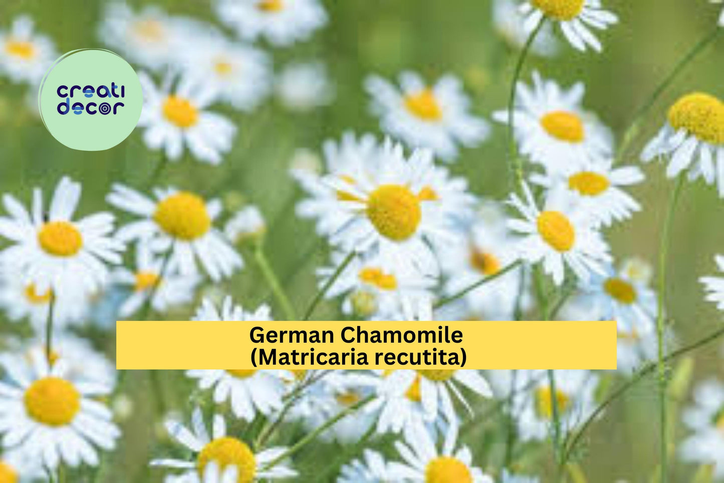 German Chamomile Seeds Matricaria recutita 100 Count Daisy Flower Herb Garden Plant Seeds