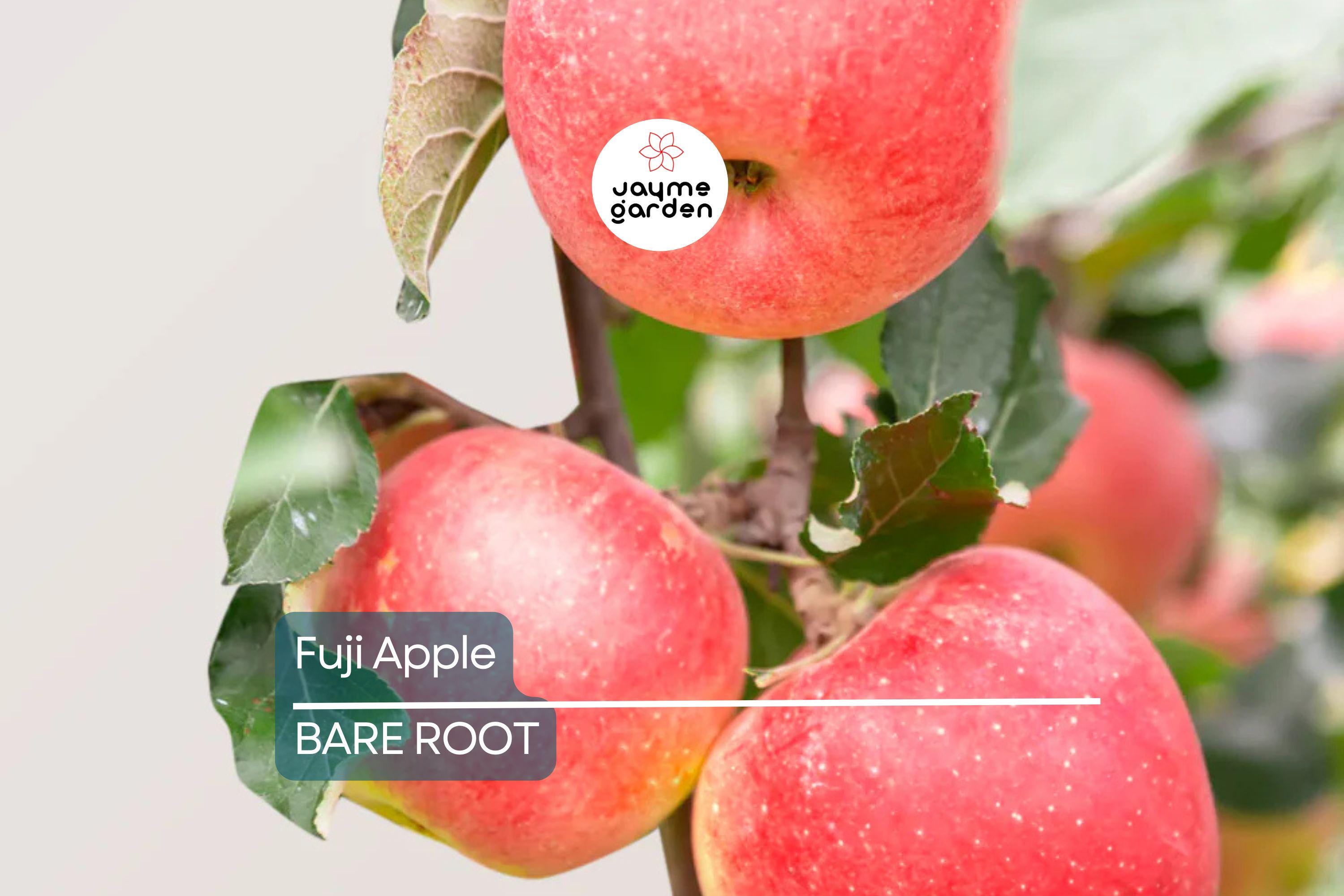 Fuji Apple Tree Live Plant | 2-3 Ft Tall | Bare Root Semi-Dwarf Fruit Tree | Sweet & Juicy Apples | Cold Hardy | Zones 4-9
