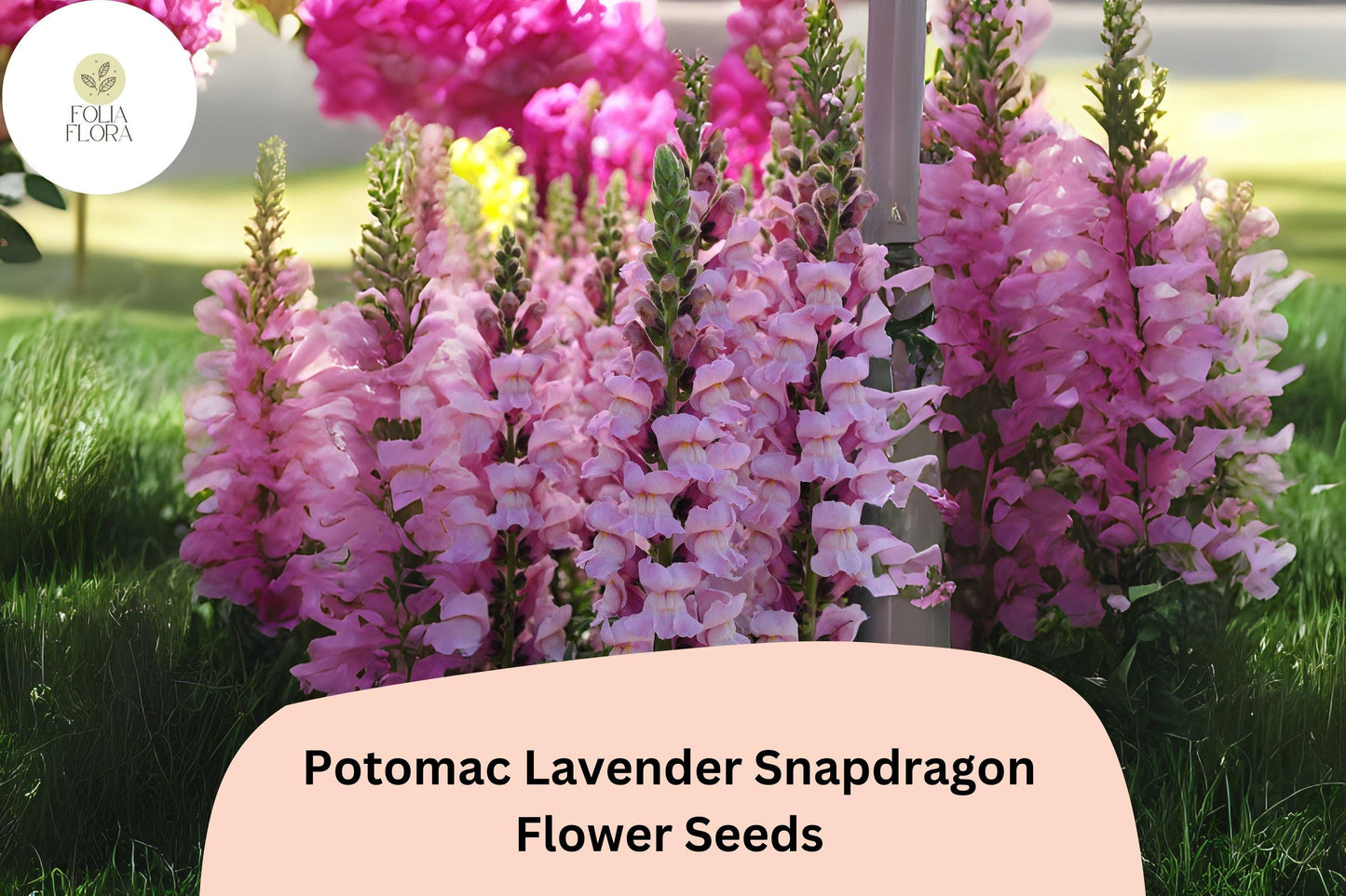 Antirrhinum majus Potomac Lavender Snapdragon Seeds – 1000+ Soft Purple Blooms for Garden & Cut Flowers