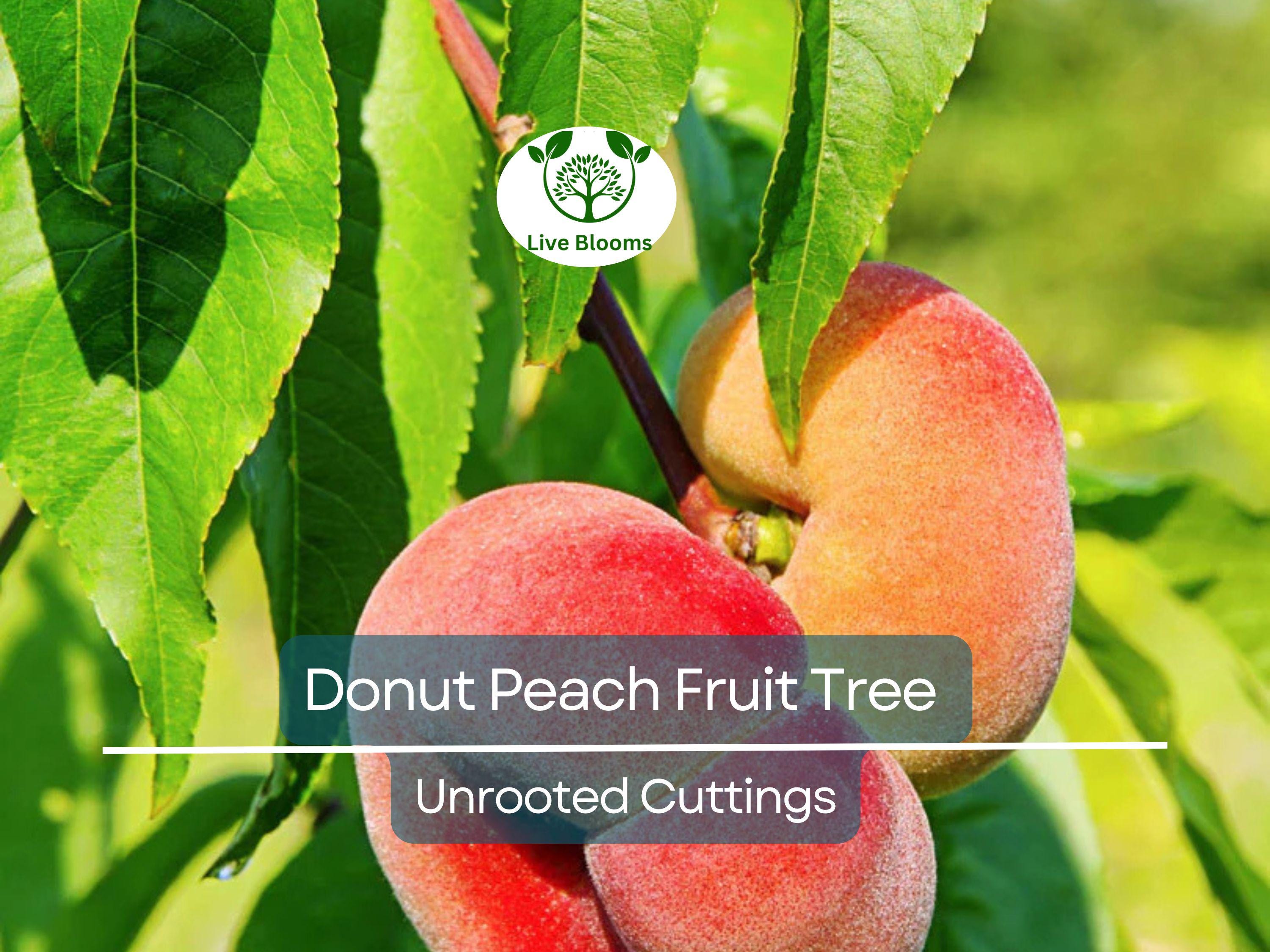 6 Donut Peach Fruit Tree Scion Cutting 6-10" Unrooted for Grafting & Rooting, Prunus persica var. platycarpa