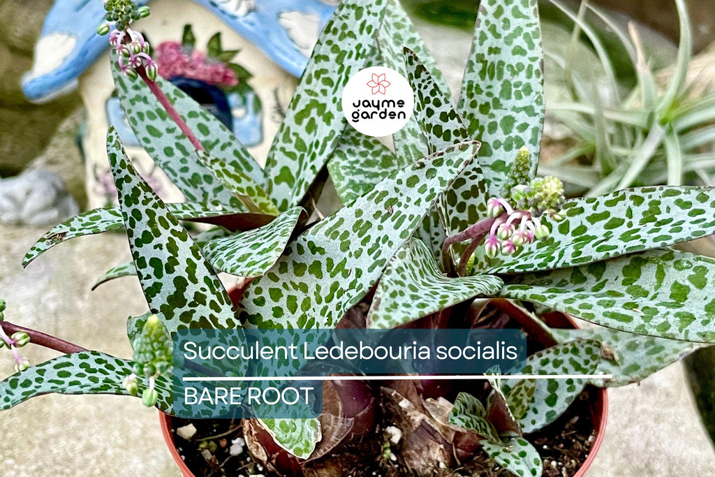 Succulent Ledebouria socialis Silver Squill – 1 Live Plant, Variegated, Drought-Tolerant Houseplant