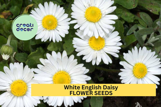 200+ White English Daisy Seeds – Charming White Blooms for Garden Planting, Cottage Garden Favorite for Borders & Lawns – USA