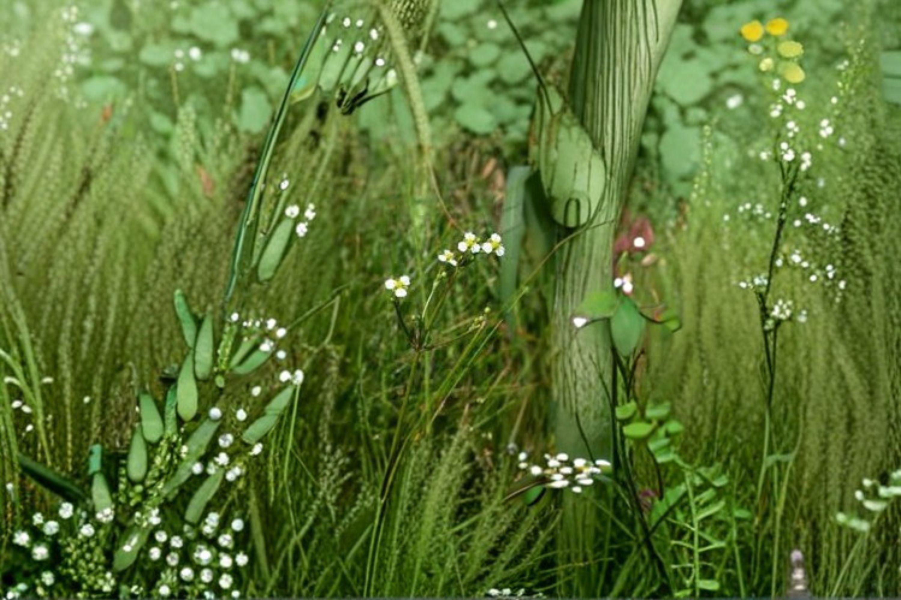 Alisma subcordatum – Mud Plantain 500 Seeds | Native Aquatic Plant | Wetland & Pond Species | Wildlife Friendly