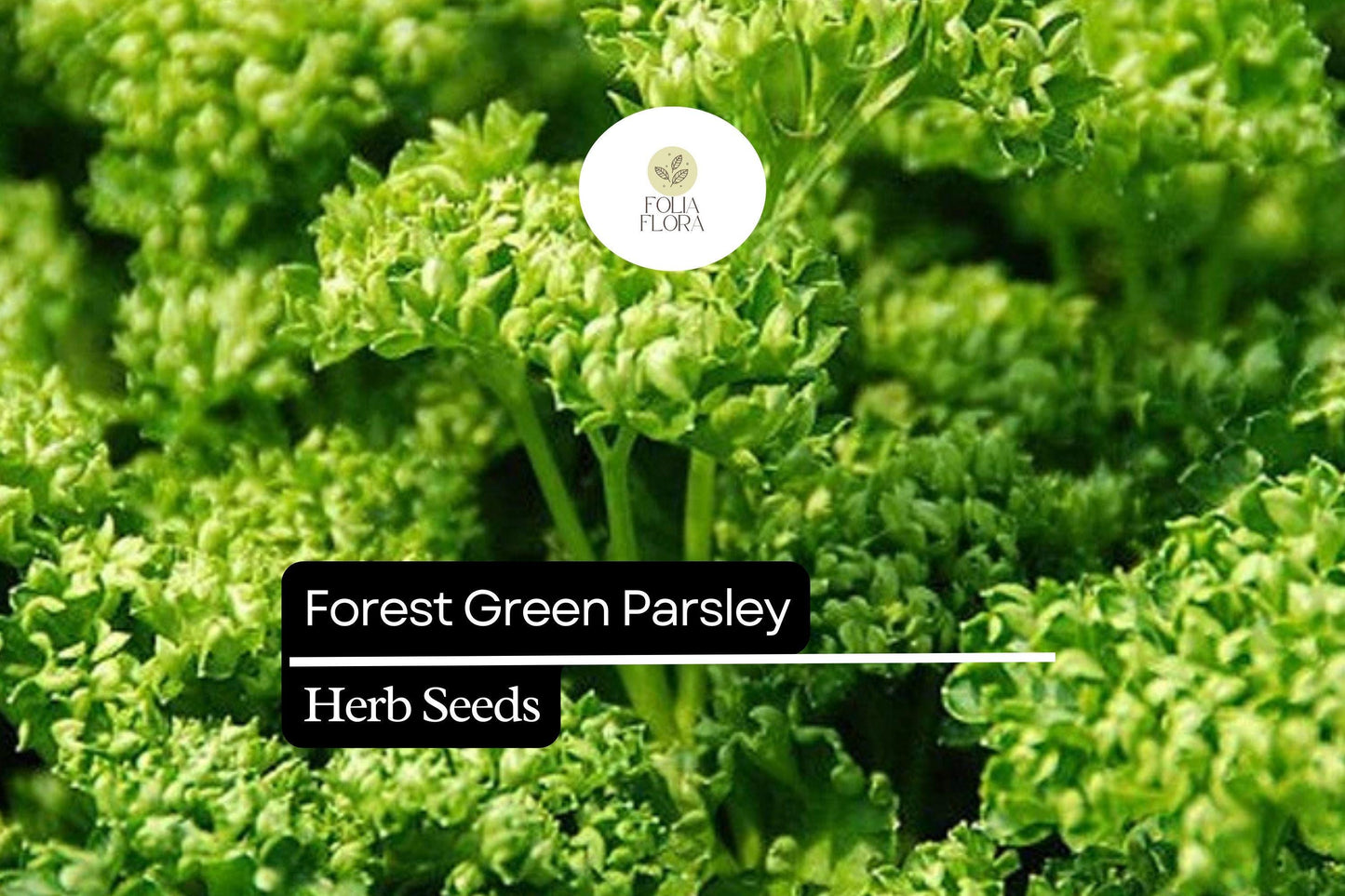 600 Seeds Forest Green Parsley (Petroselinum crispum) – Aromatic Herb for Culinary and Garden Use