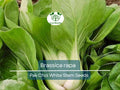 400 Seeds Pak Choi White Stem for Planting (Brassica rapa) - Crisp, Tender Asian Greens for Home Gardens, Fast-Growing, Cold-Hardy