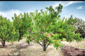 Contender Peach Tree 1 Live Plant 2ft Tall Bare Root (Prunus persica) Yellow Peach Tree