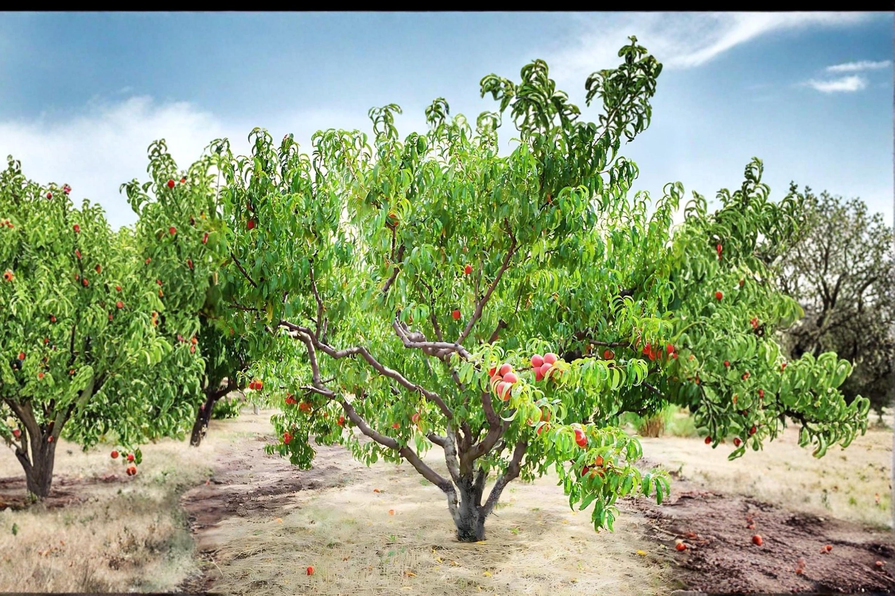 Contender Peach Tree 1 Live Plant 2ft Tall Bare Root (Prunus persica) Yellow Peach Tree