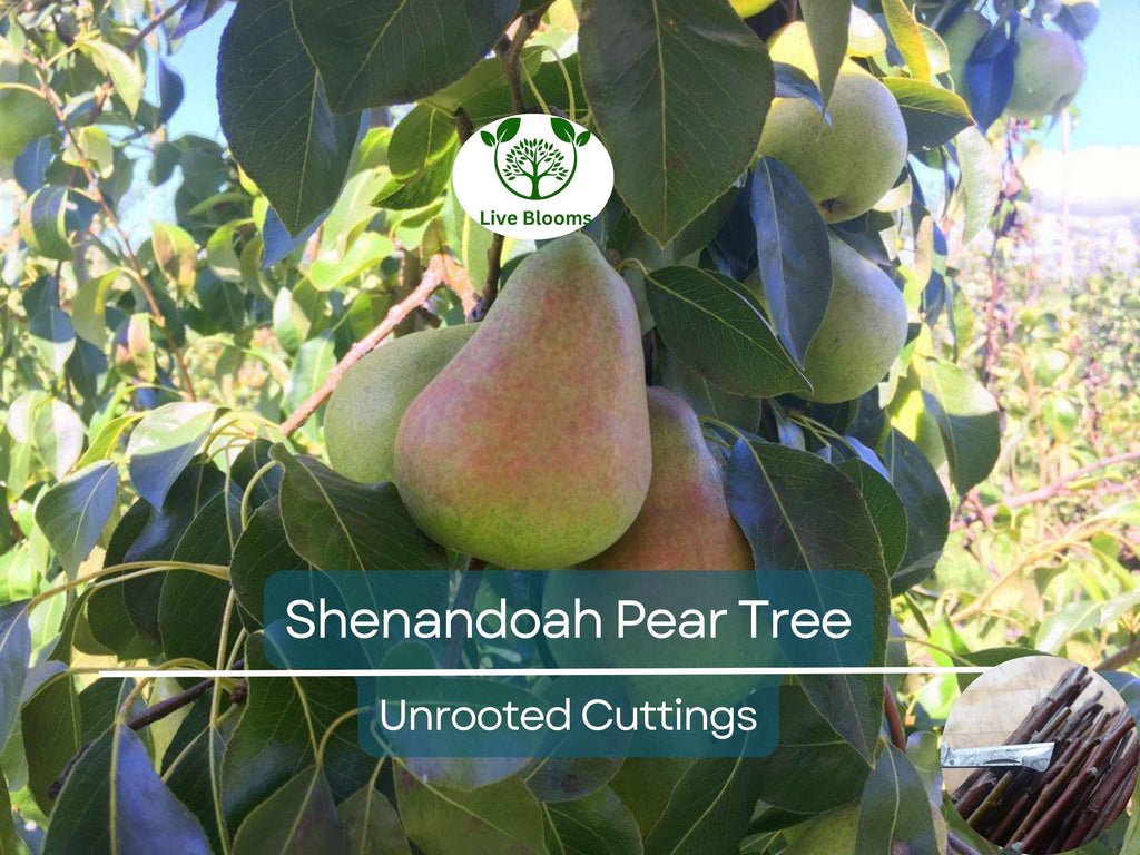 3 Shenandoah Pear Tree Scions, Unrooted Cuttings 10-12 Inches for Grafting & Rooting – Pyrus communis, Sweet Pear, Fruit Tree Propagation