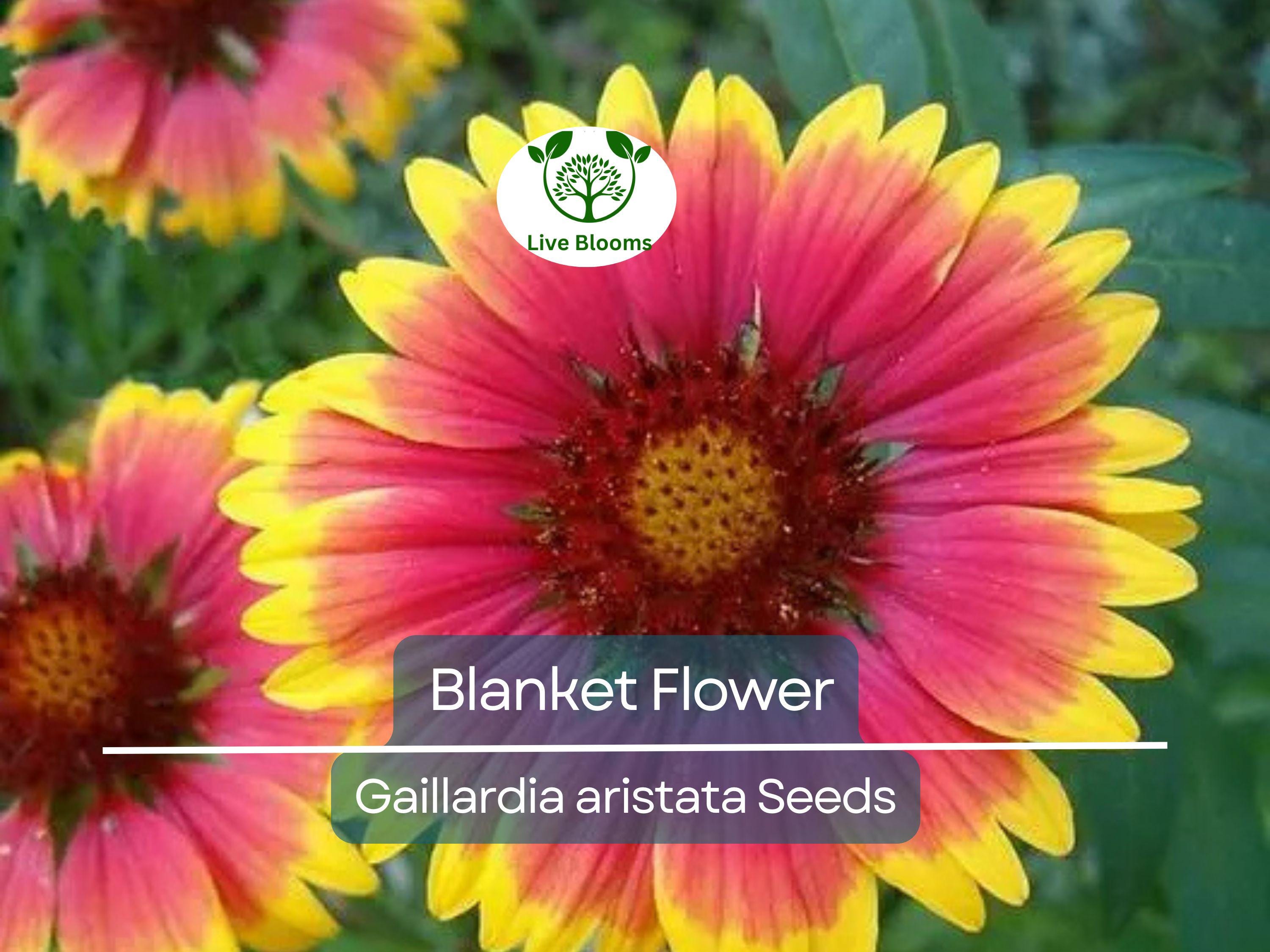200 Seeds Blanket Flower Gaillardia, Perennial Wildflower, Native Flower, Non-GMO, Gaillardia aristata, Drought Tolerant, Vibrant Blooms