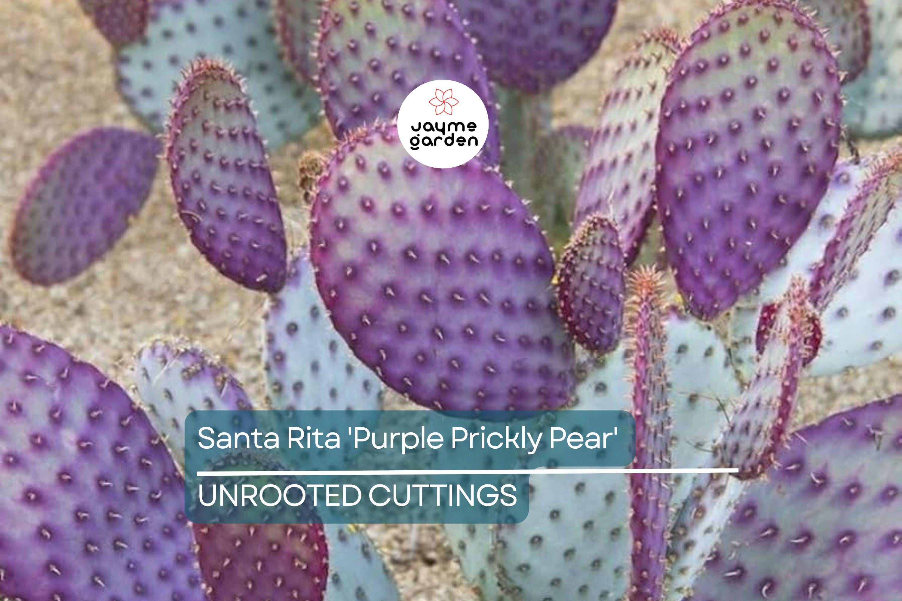 Santa Rita Purple Prickly Pear Cutting (6") | Color Shifts Green to Purple | Beautiful Yellow Blooms | Unrooted Starter