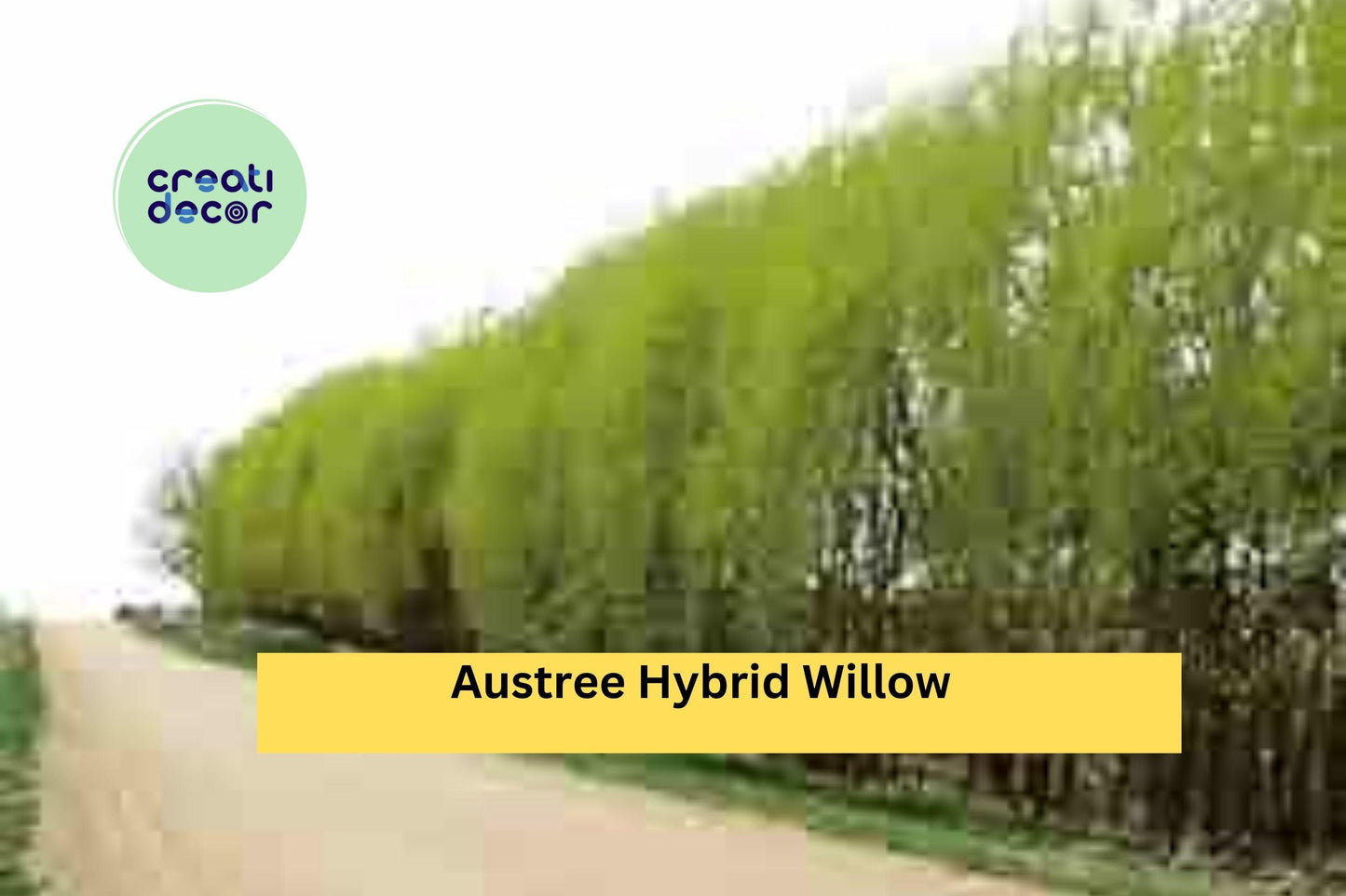 50 Austree Hybrid Willow Cuttings | Fast Growing Live Starter Trees | Propagation Stems for Privacy Hedges, Windbreaks & Landscaping