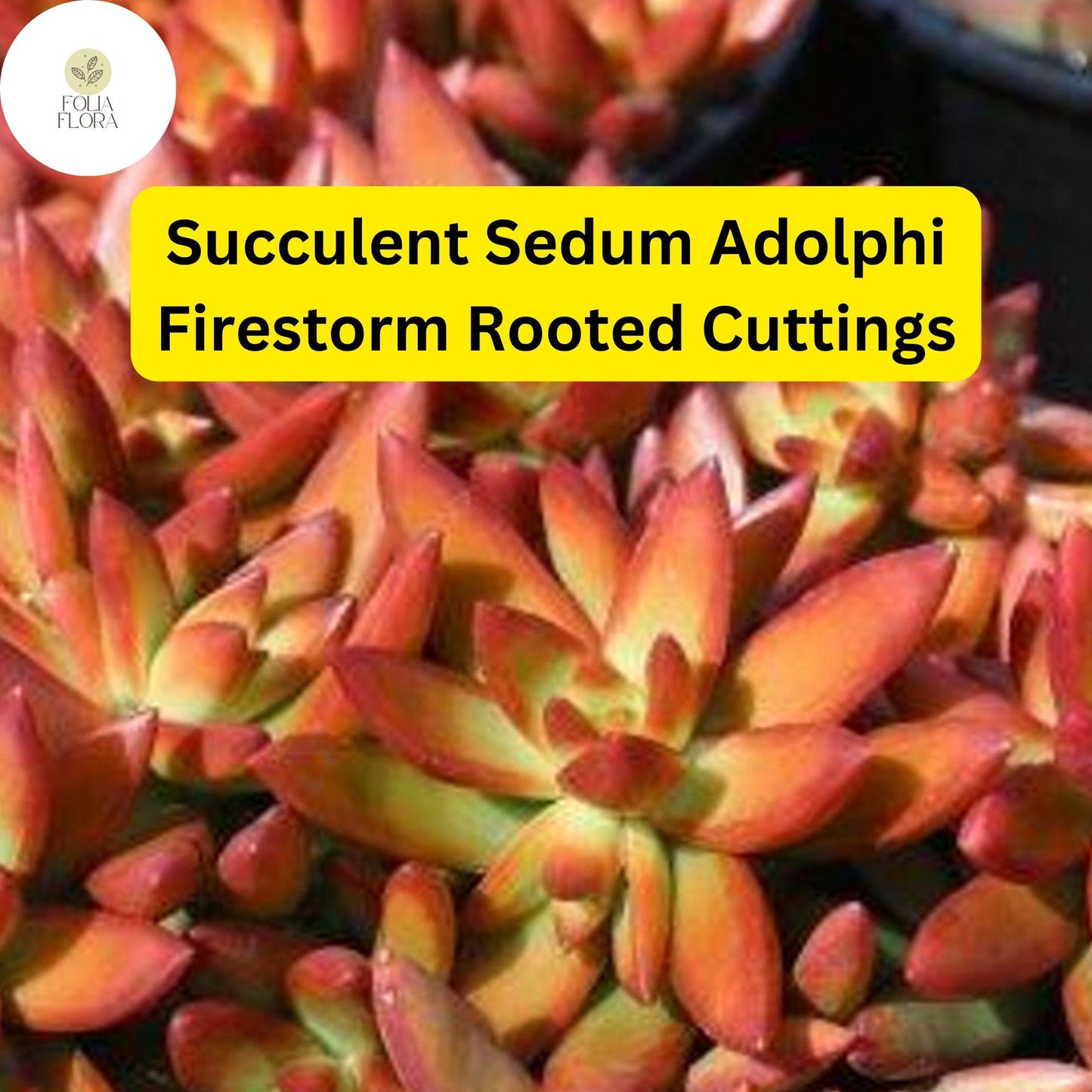 5 Rooted Live Plant Cuttings Succulent Sedum Adolphi 'Firestorm' | Vibrant Red-Orange Edges, Drought-Tolerant, Easy Care