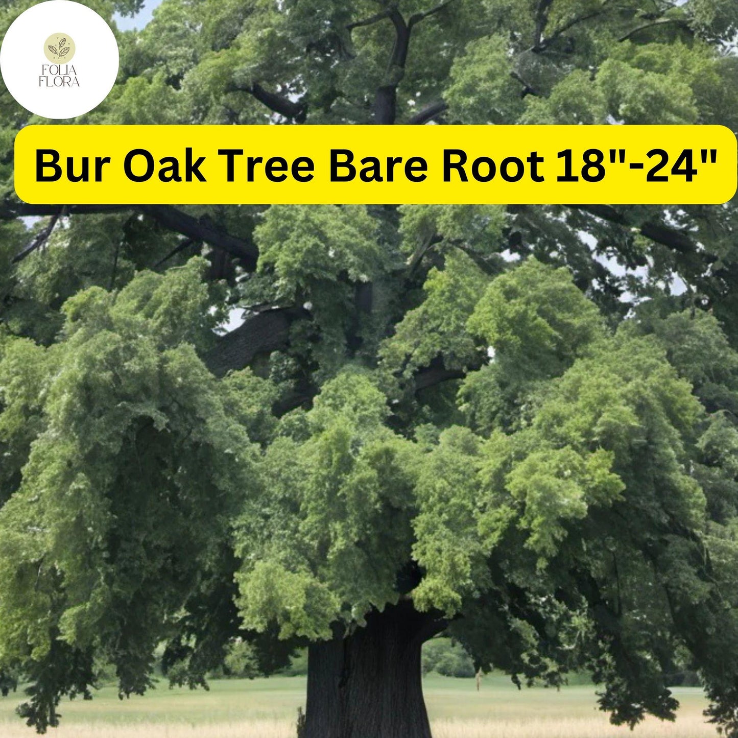 1 Quercus macrocarpa Bur Oak Tree - Live Bare Root Plant 18"-24" for Zones 3-8 - Hardy Shade Tree